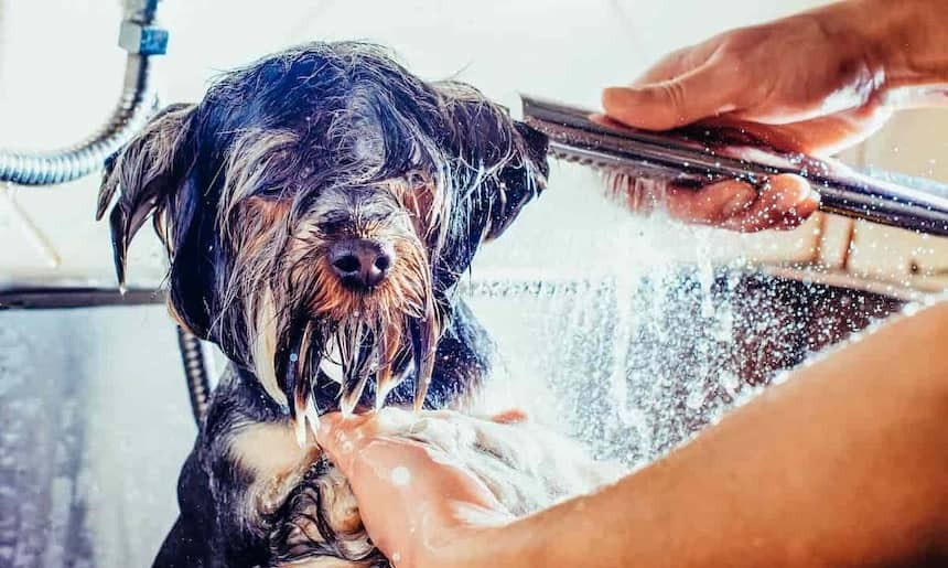 Hund wird geduscht Hunde duschen meistens nicht so gerne