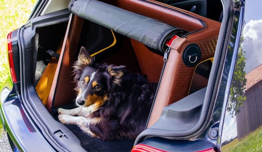 Hund liegt im Kofferraum Hund guckt aus dem Kofferraum
