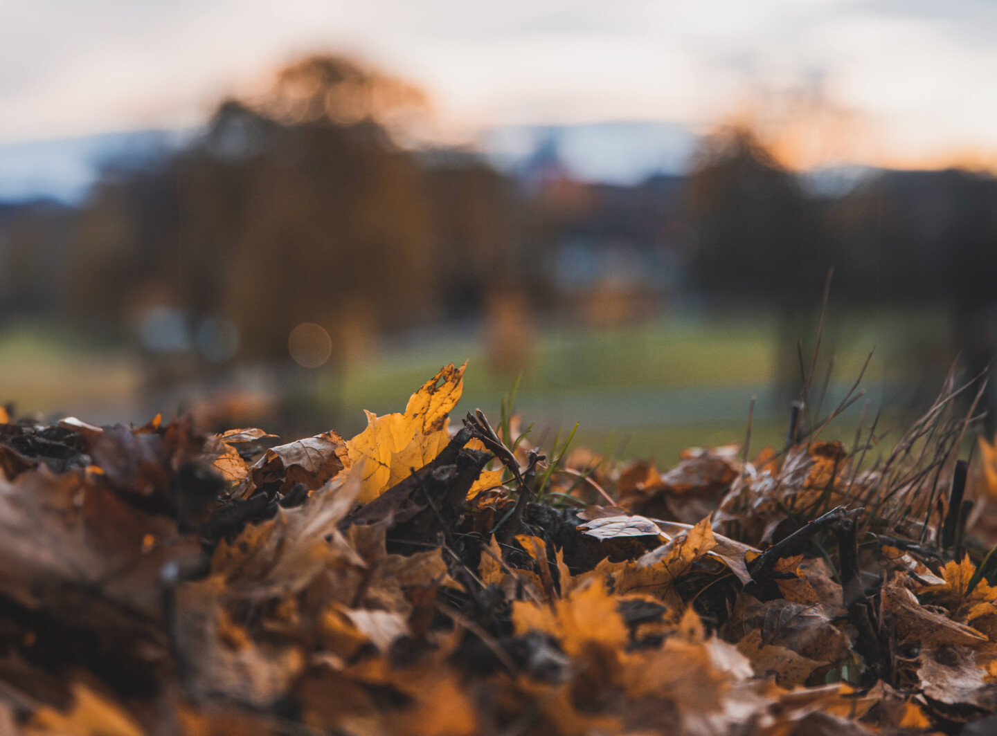 Ein Haufen buntes Herbstlaub im Gegenlicht