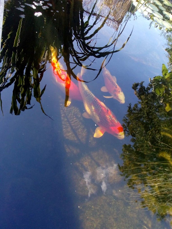 Schwimmende Fische Schwimmende Fische
