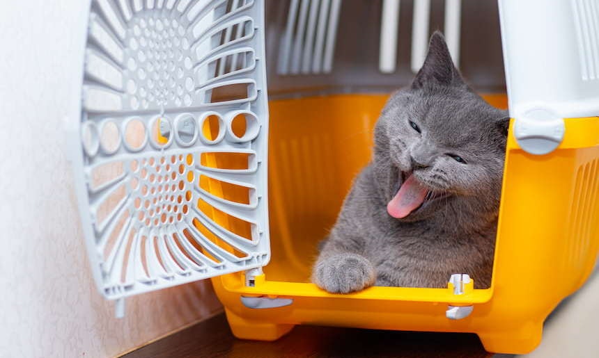 Entspannter Transport für die Katze Graue Katze gähnt in orange weißer Transportbox