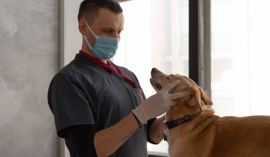 Hund wird von einem Tierarzt oder Tierpfleger untersucht Arzt oder Pfleger mit hellblauem Mundschutz untersucht einen großen goldbraunen Hund