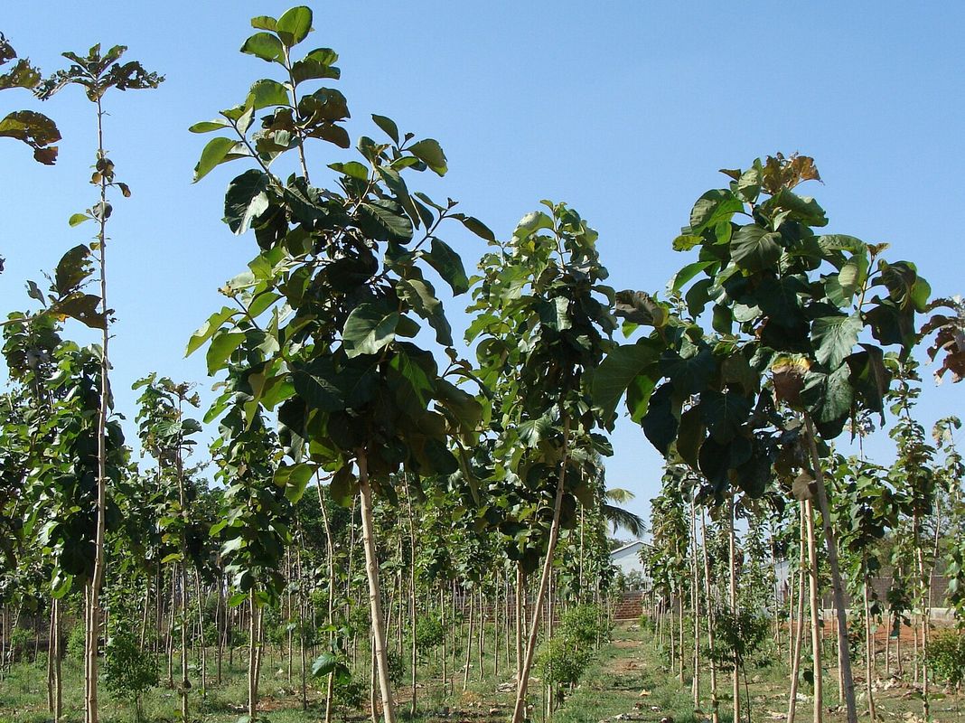 Teak Plantage