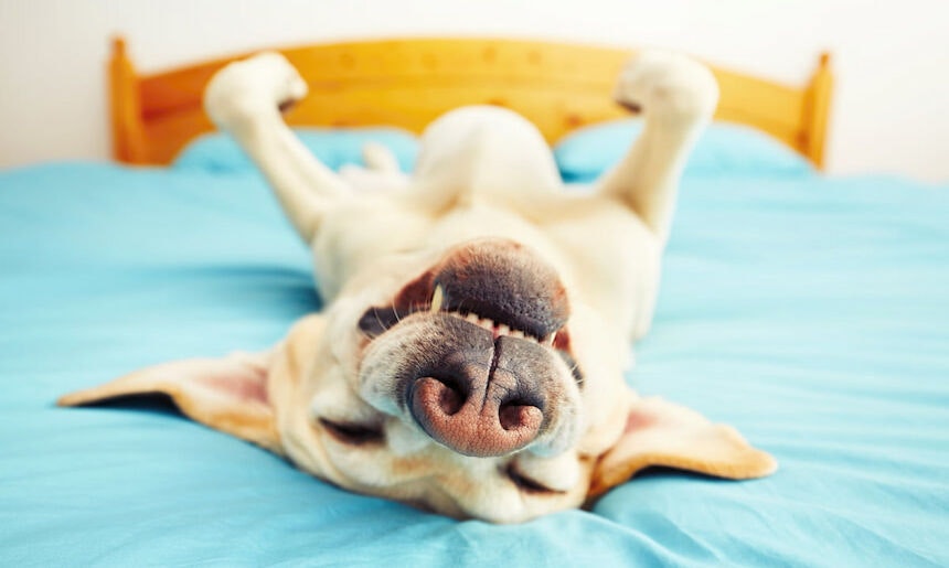 Hund auf dem Bett Hund liegt grinsend auf dem Rücken auf dem Bett