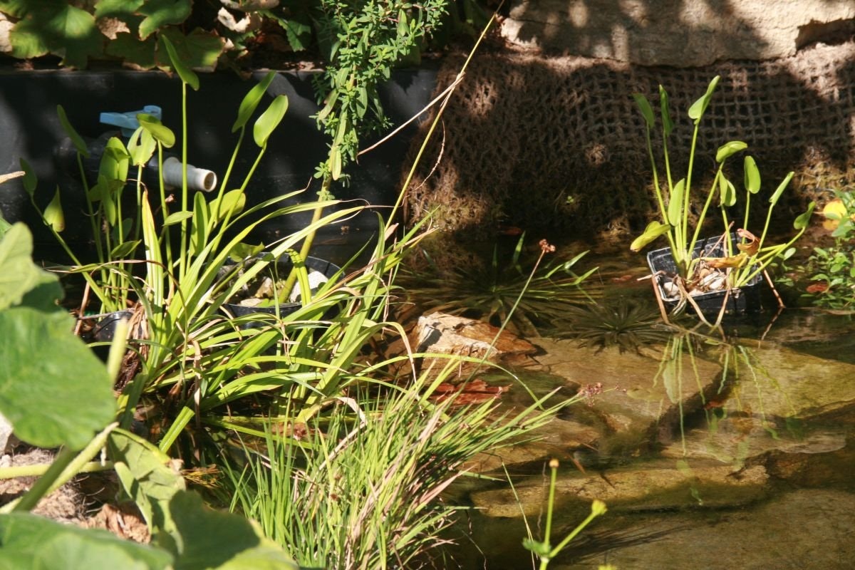 Teichpflanzen Teichpflanzen