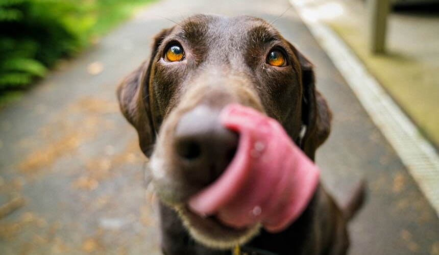 Hungriger Hund Warum du kein Flei mehr?
