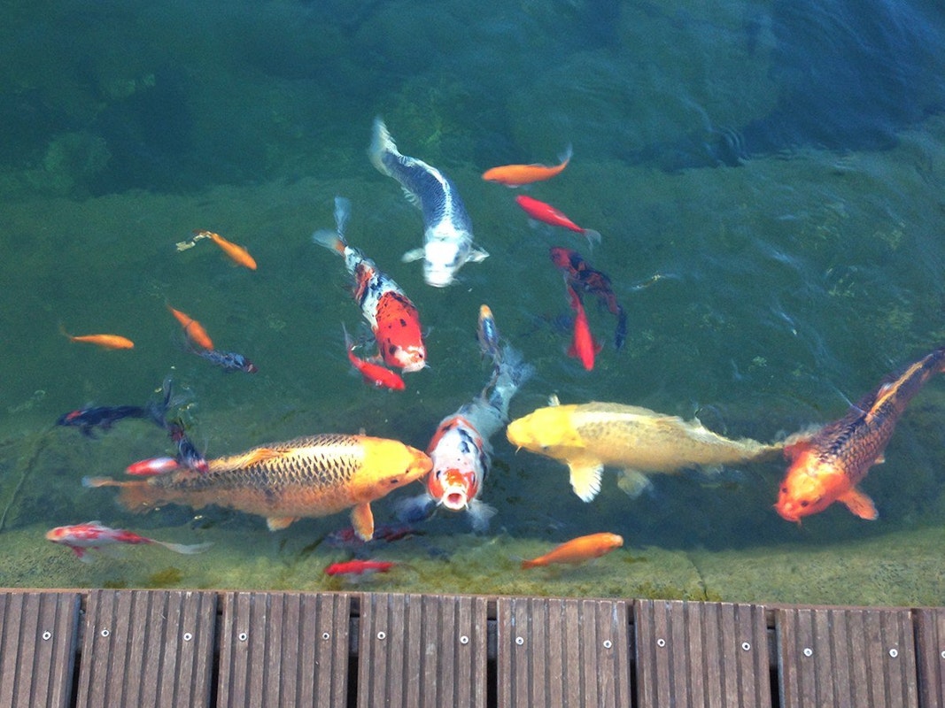Fische bei Fütterung
