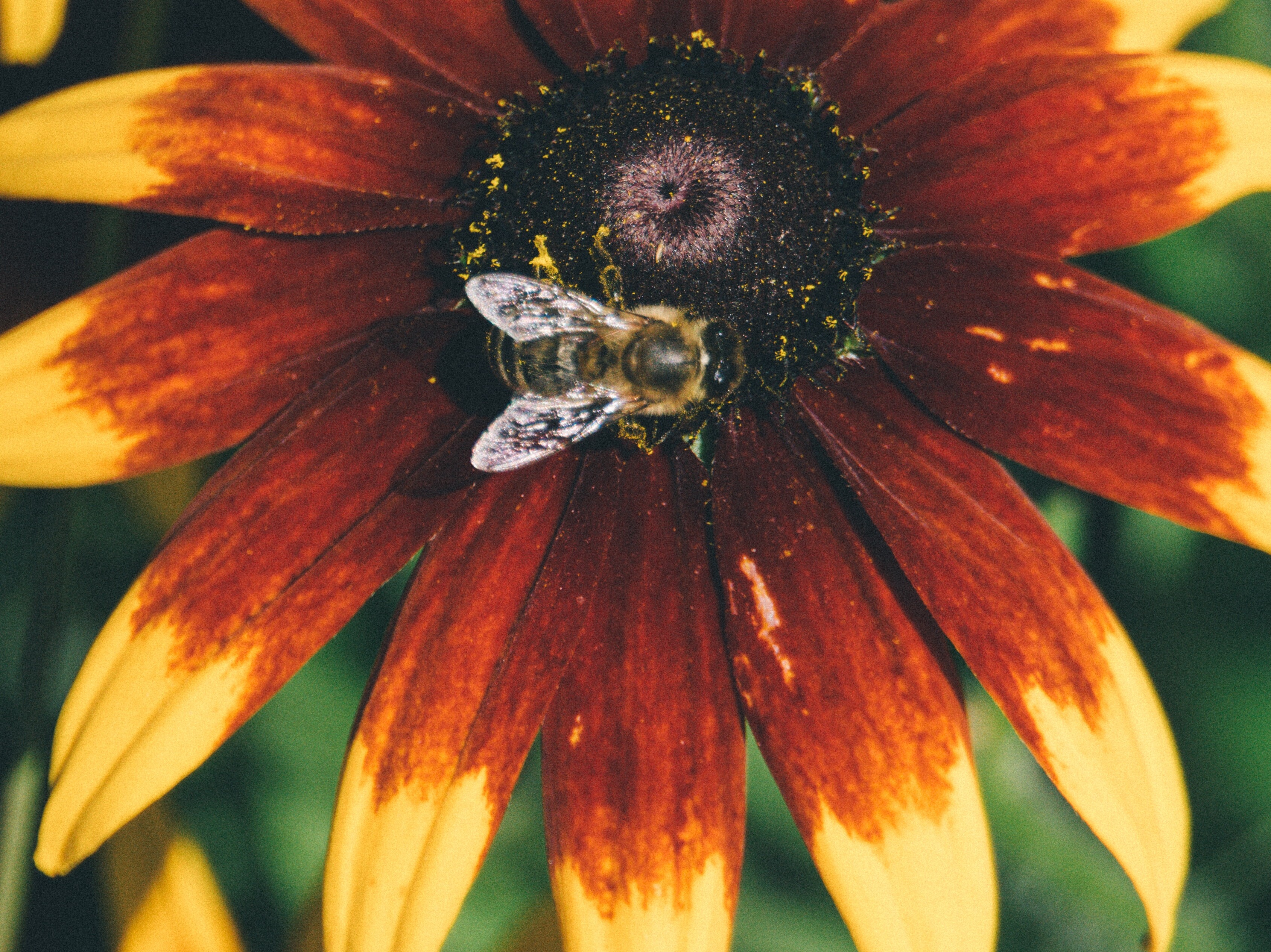Tipps für einen insektenfreundlichen Garten