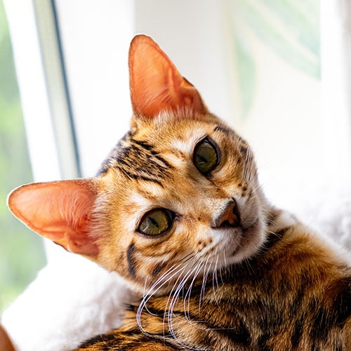MAC's Katzenfutter