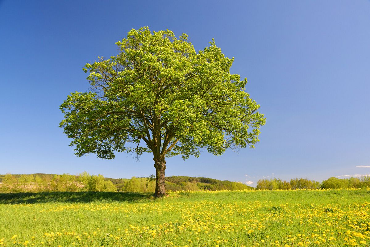 Ein Ahornbaum, der frei auf einer grünen Wiese steht
