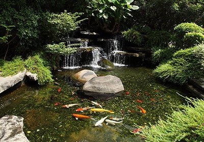 Teich mit Wasserfall und Kois