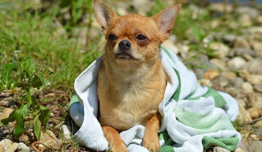 Ein nasses Handtuch kühlt den Hund und schafft Abhilfe Chihuaua Hind in Handtuch gewickelt