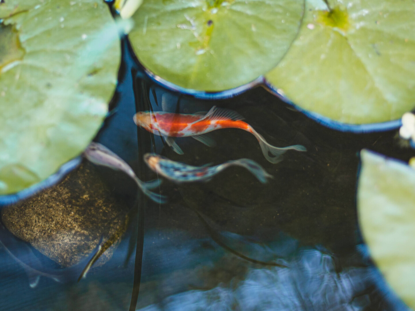 Fische erwecken den Teich zum Leben