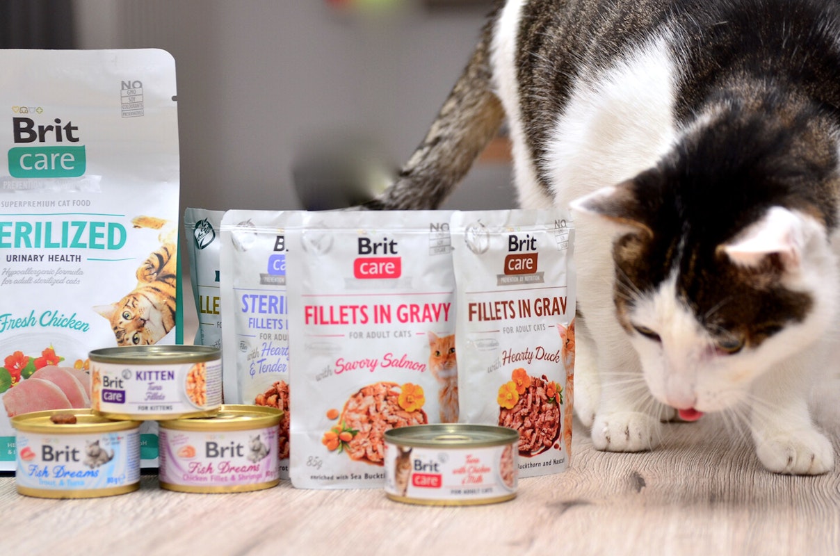 Katze für Markenwelt Brit care Hauskatze schleckt sich den Mund, sitzt neben Produkten der Marke Brit care