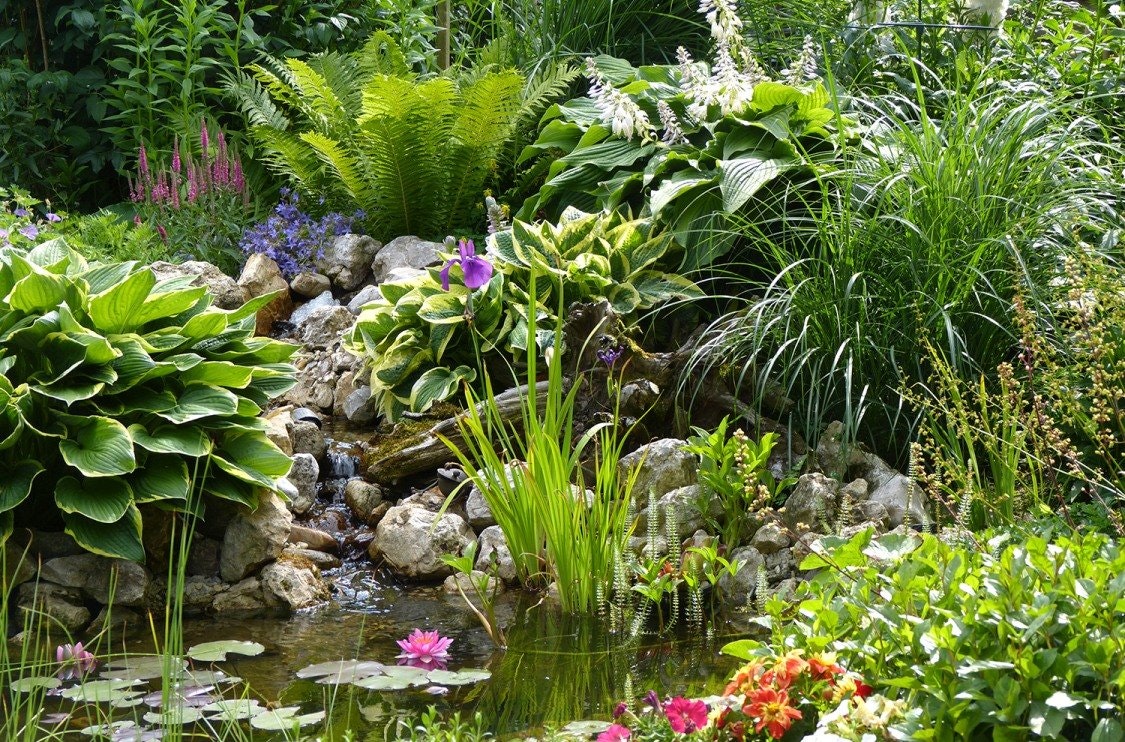 Schön bepflanzter Gartenteich mit Bachlauf Gartenteich mit Bachlauf umgeben von sattgrünen, dichtwachsenden Gartenpflanzen.