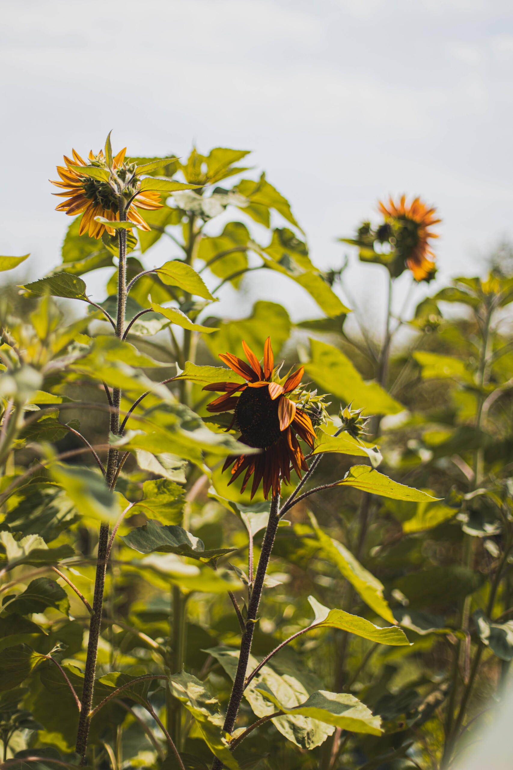 Biodiversität im Garten Teaser Bild 2