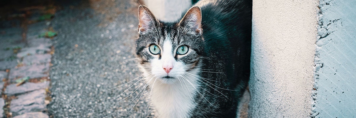 catz finefood Vielfalt Katze