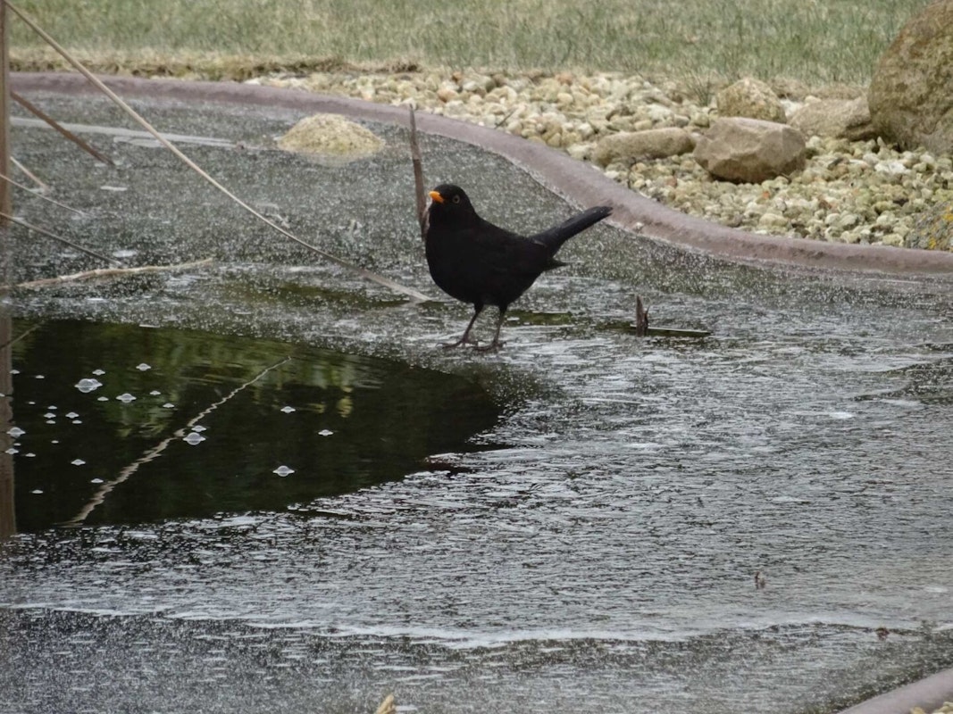 Vogel am zugeforenen Teich Vogel am zugeforenen Teich