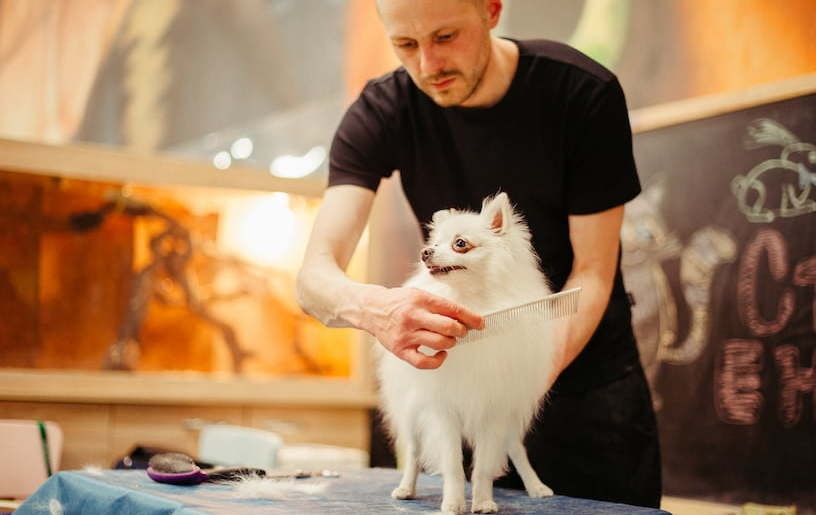 Regelmäßig bürsten und kämmen unterstützt beim Fellwechsel kleiner weißer Hund beim Hundefriseur