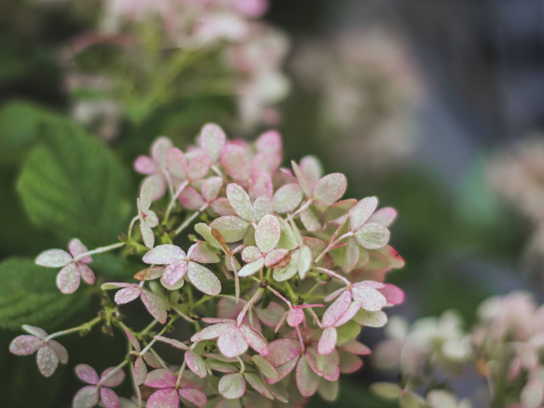 Blüten Blühende Gärten