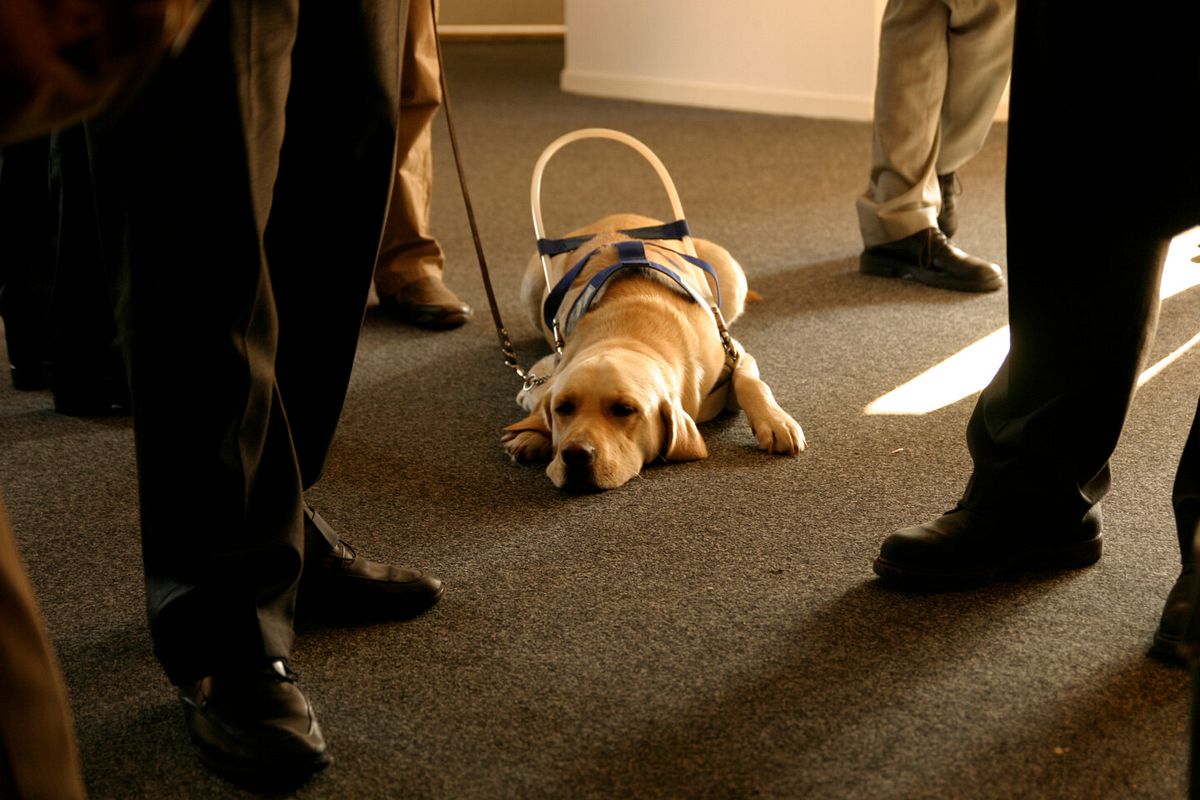 Ein Blindenhund liegt auf dem Boden und ruht sich aus, um ihn herum stehen mehrere Menschen in einem Raum, die sich unterhalten