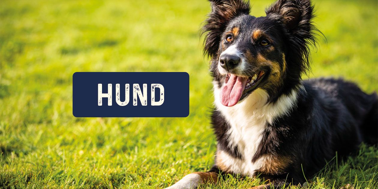Hundefutter von Bozita