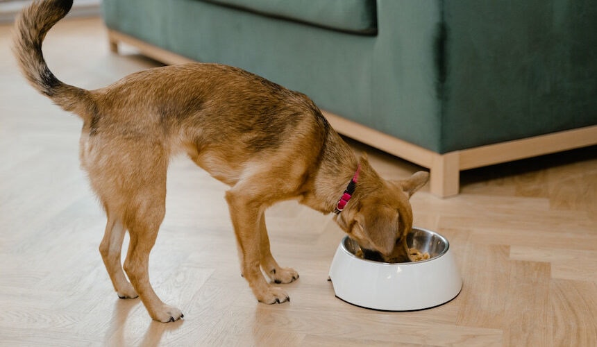 Hund frisst Raubtierfütterung: Ein Hund verschlingt das Futter in seinem Napf