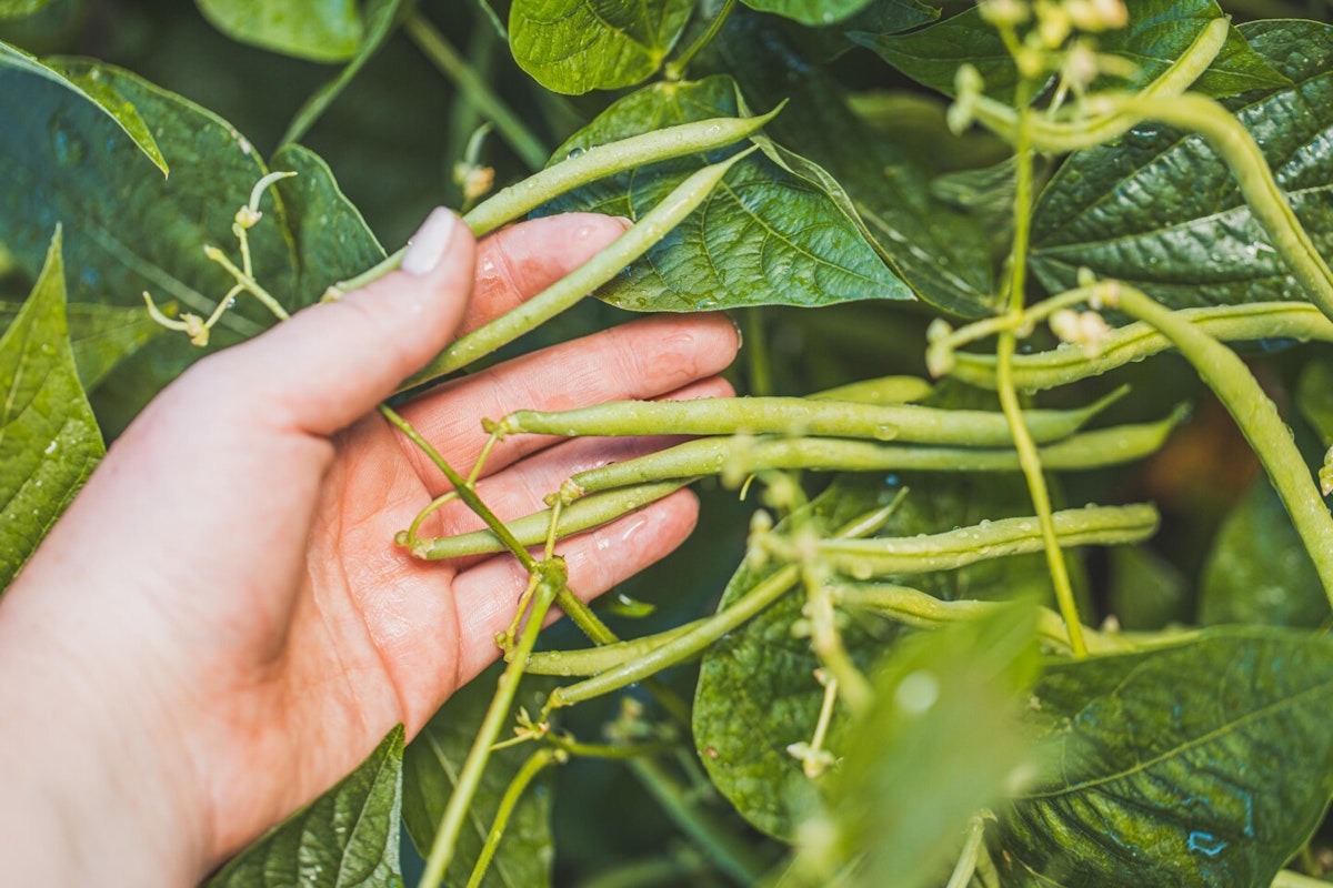 Ernte im eigenen Garten - leckere Bohnen aus dem Garten schmecken am besten Ernte im eigenen Garten - leckere Bohnen aus dem Garten schmecken am besten