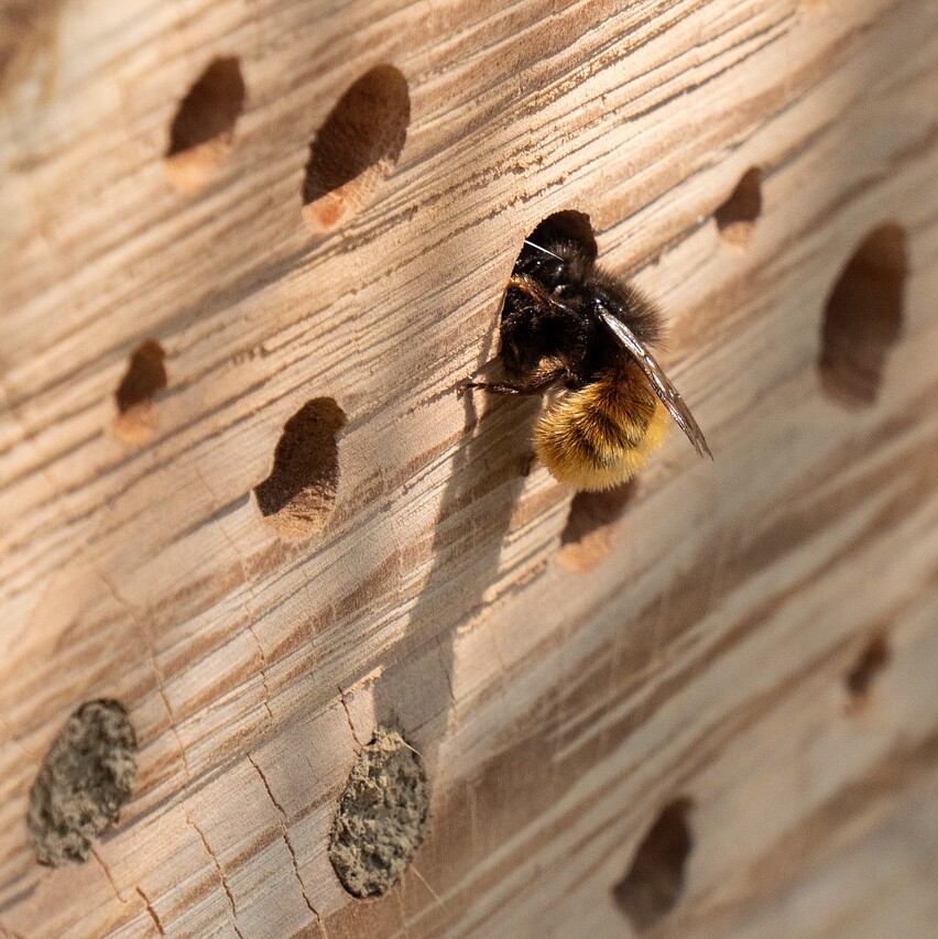 Summende Bienenparty in Ihrem Garten