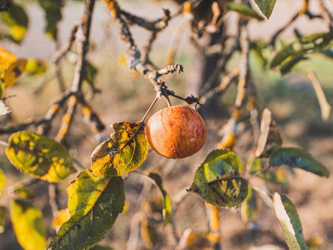 Erntezeit im Herbst