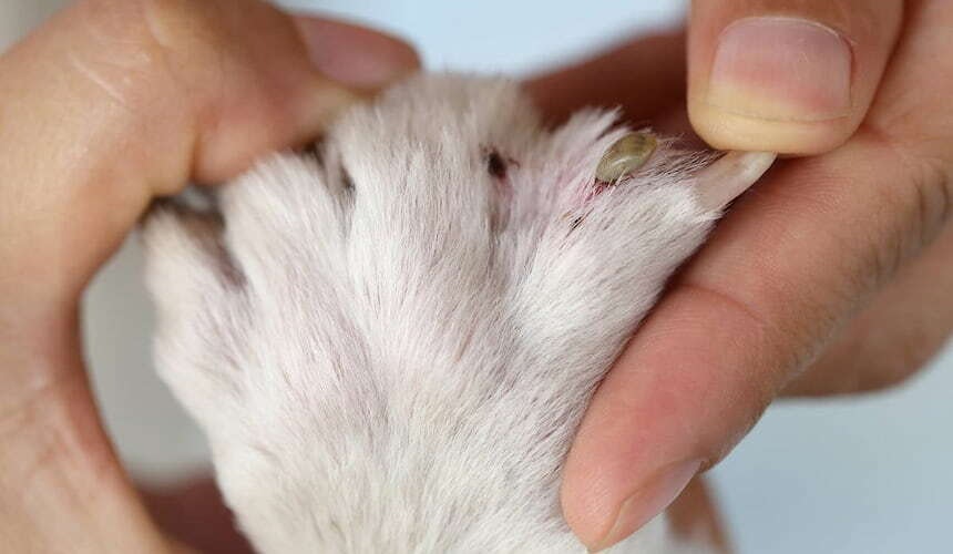 Zecke an der Pfote Eine Katze hat eine Zecke zwischen den Krallen