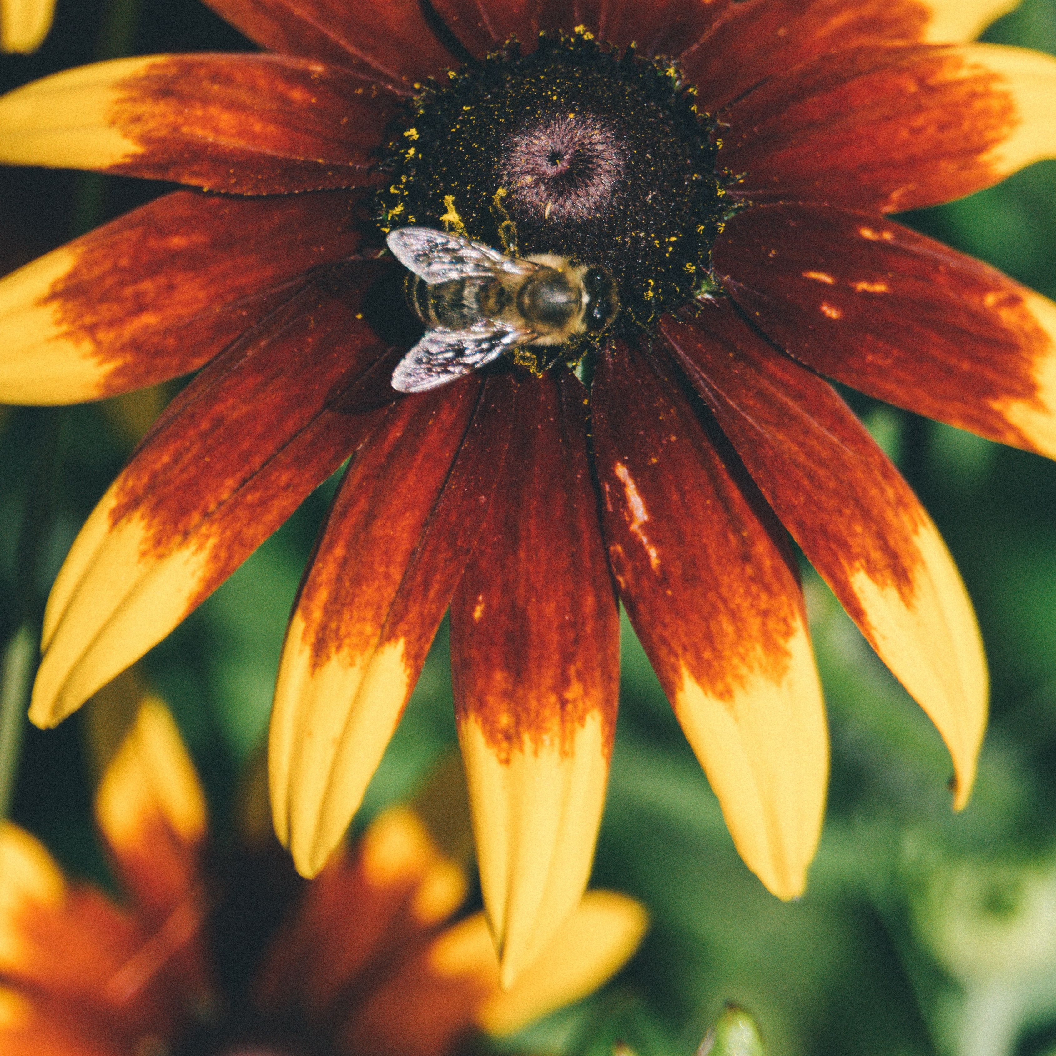 Insektenfreundlicher Garten
