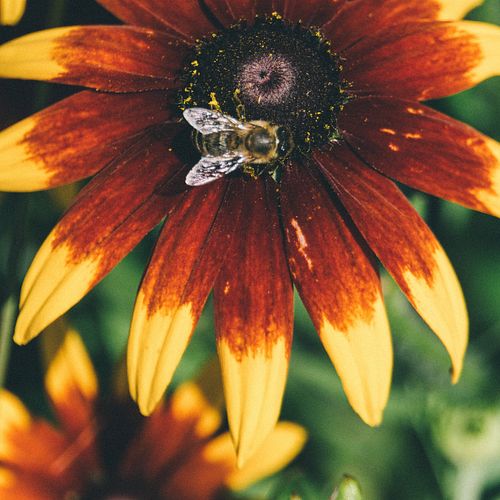 Insektenfreundlicher Garten