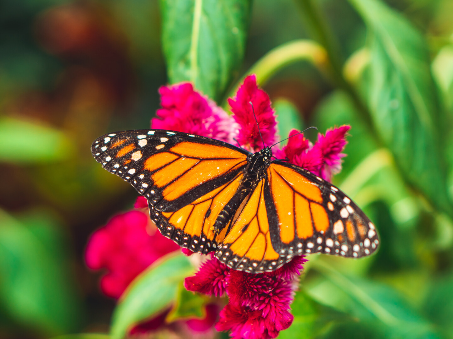 Kleiner Fuchs auf Blume