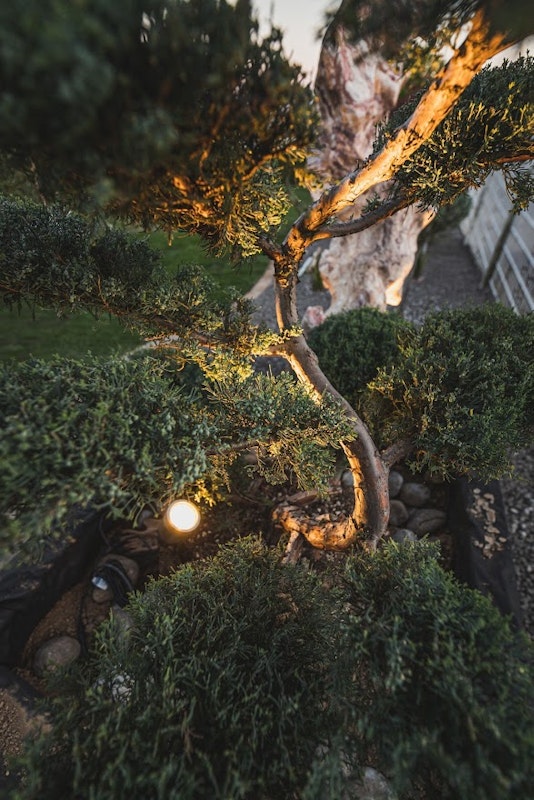 Spot on! Lichtakzent im Detail LED Spot zur Beleuchtung eines Baumes im Garten
