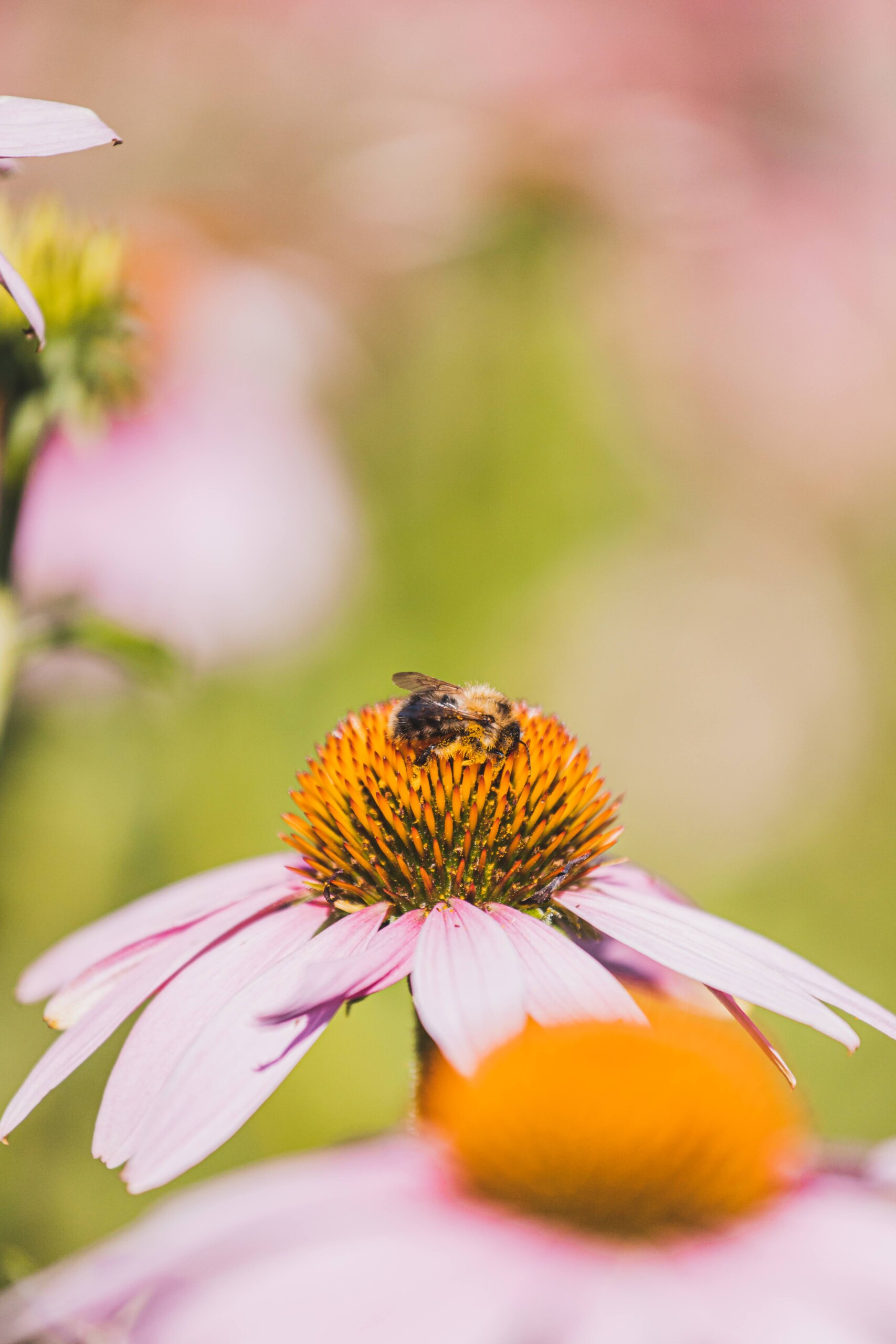 Pflanzenpflege in Bio-Qualität Teaser Bild 2