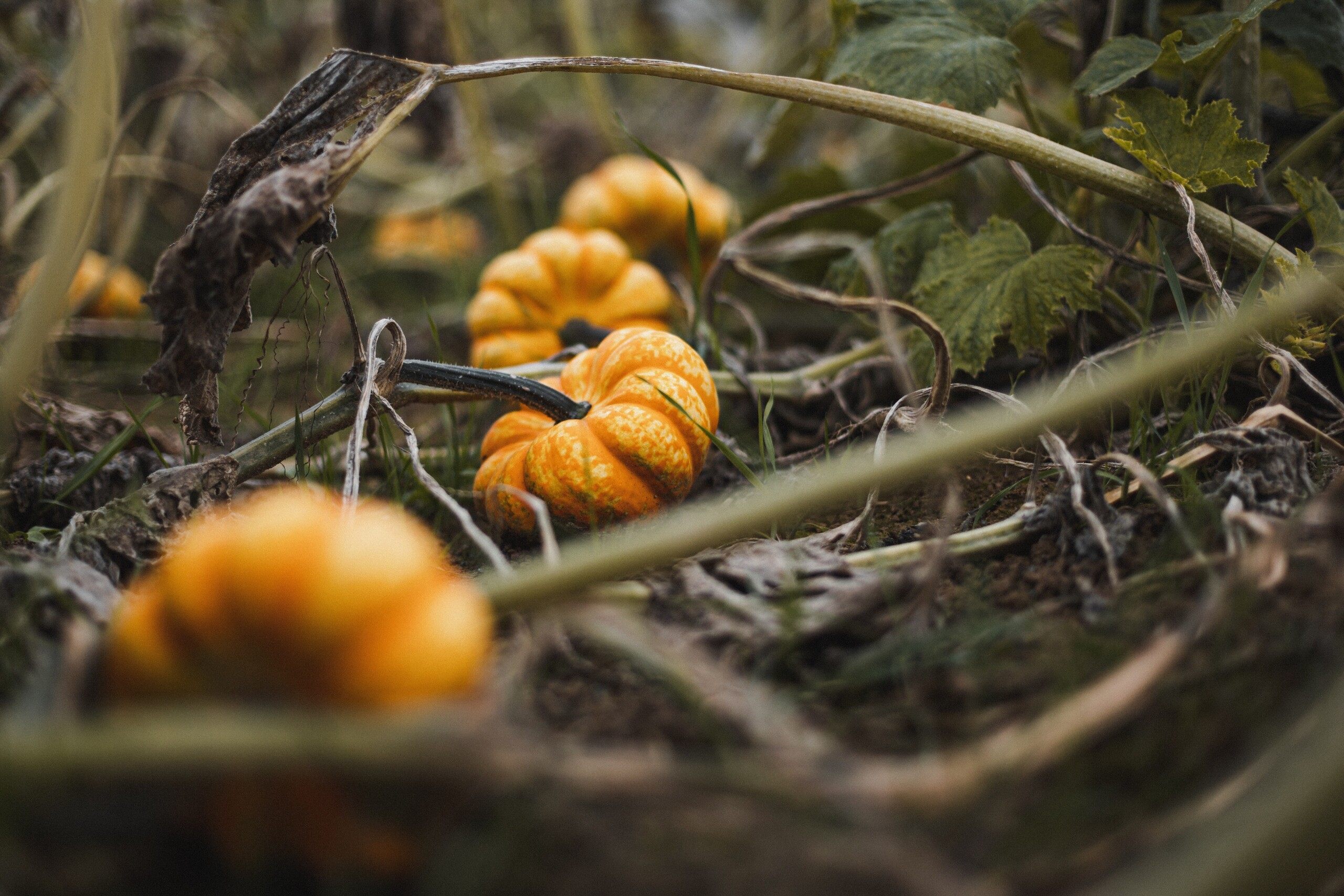 Produktfreisteller links