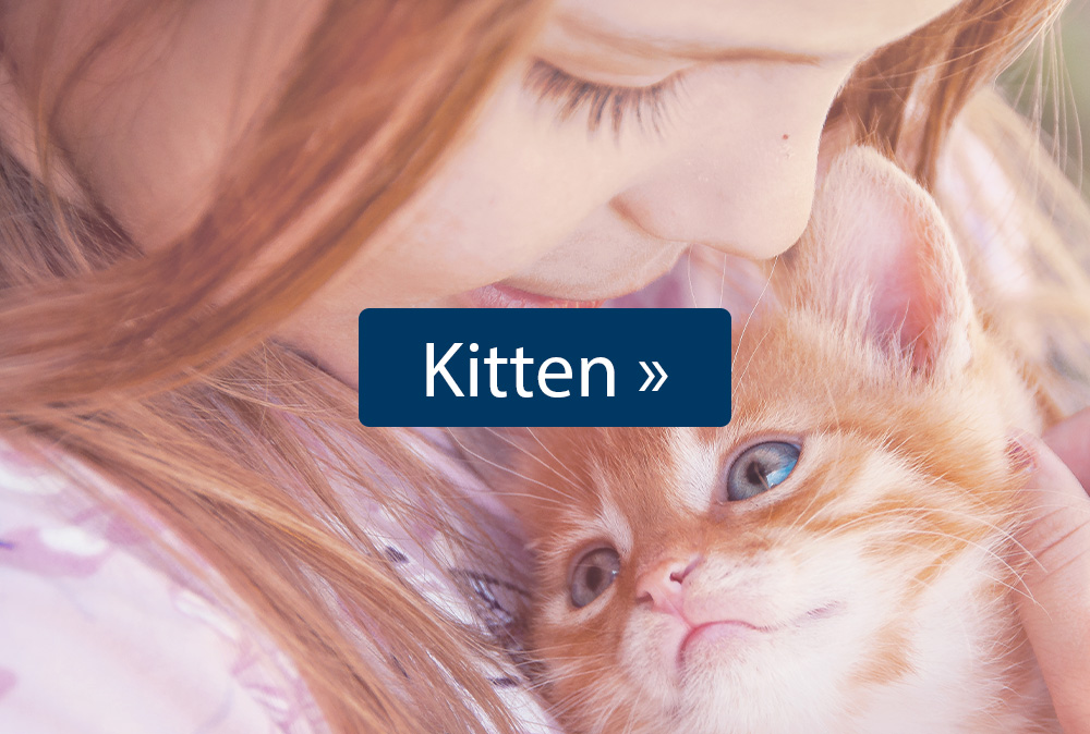 Kitten-Futter