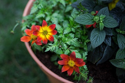 Blumenkübel mit Pflanzen
