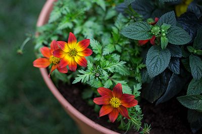 Blumenkübel mit insektenfreundlichen Pflanzen