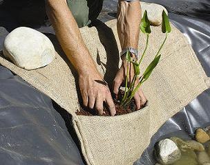 Schritt 7: Bepflanzung des Teichrandes mithilfe von Kokosmatten Teichbau Schritt 7: Kokosmatten werden mit Steinen beschwert und mit Teichpflanzen bepflanzt.