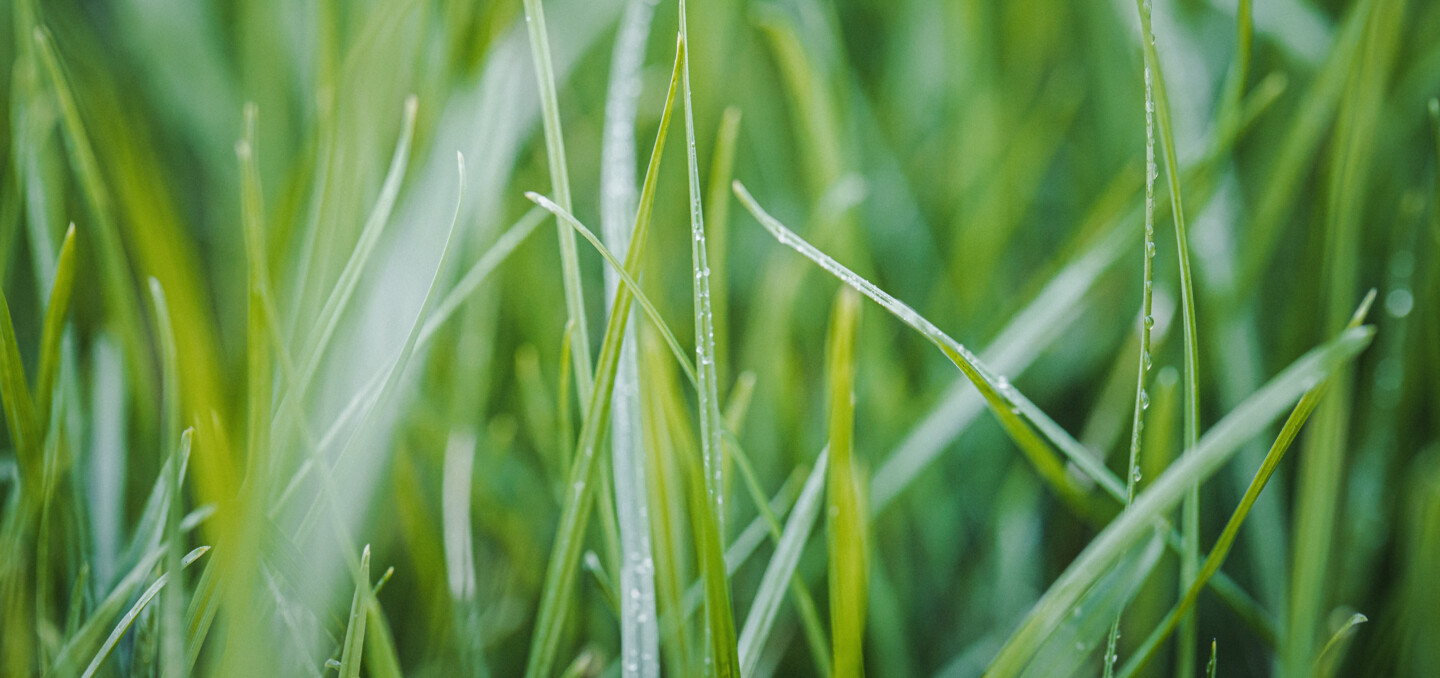Detailaufnahme von Grashalmen im Morgentau