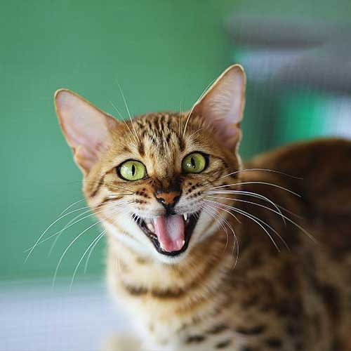 Schmusy Stubentiger