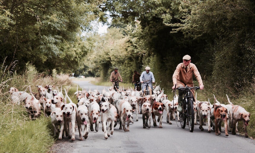 Tipps zum Fahrradfahren mit Hund Fahrradfahrer mit Hundemeute