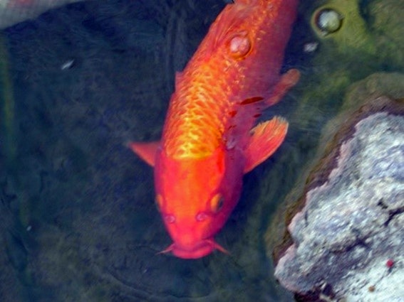 oranger Koi oranger Koi