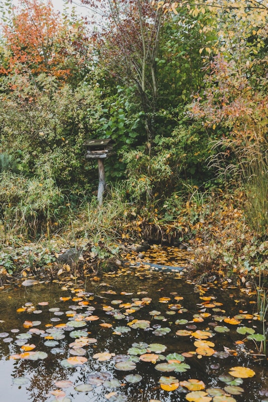 Teich im Herbst Teich im Herbst