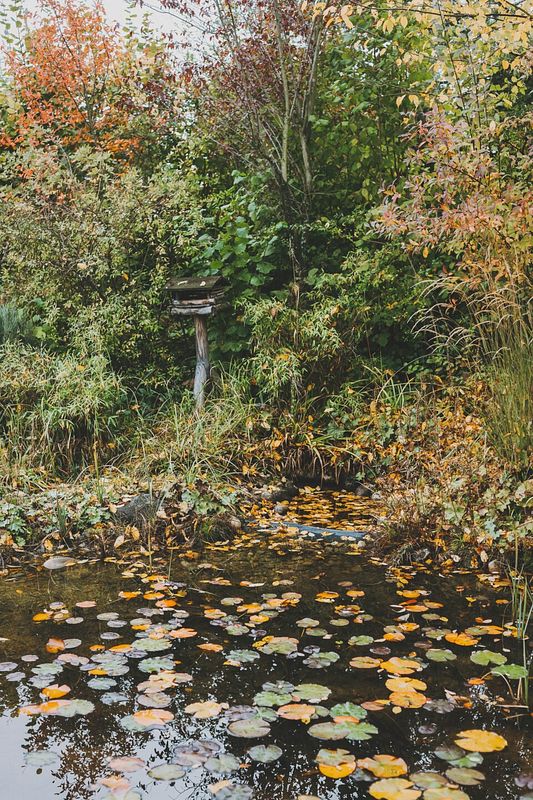 Teich im Herbst