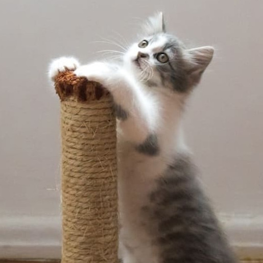 Worauf ist beim Kauf eines Kratzbaumes zu achten?