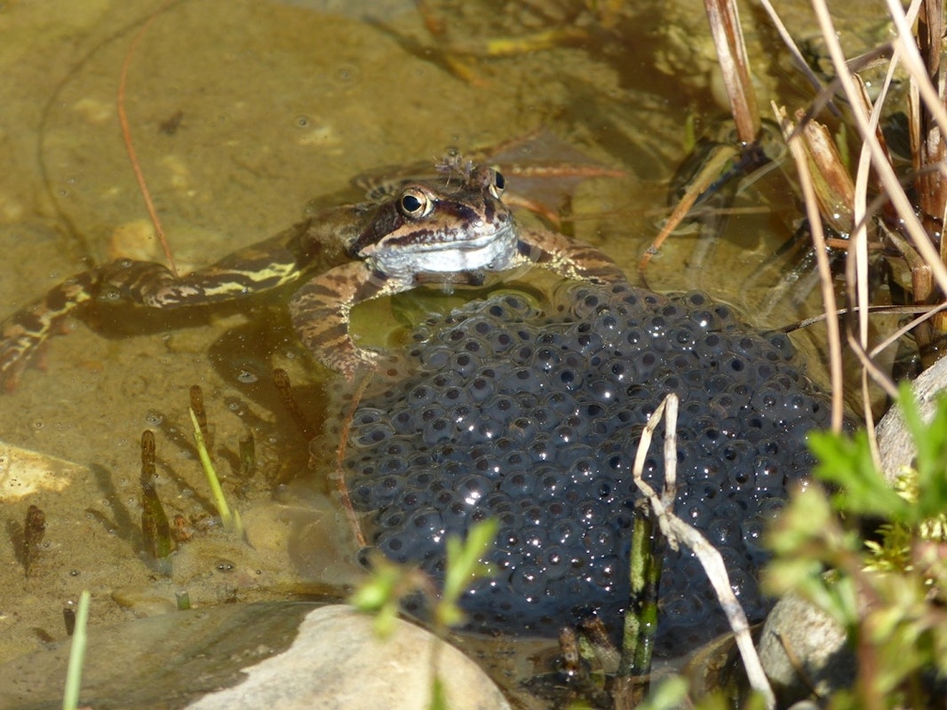 Froschlaich Frosch mit Froschlaich im Teich