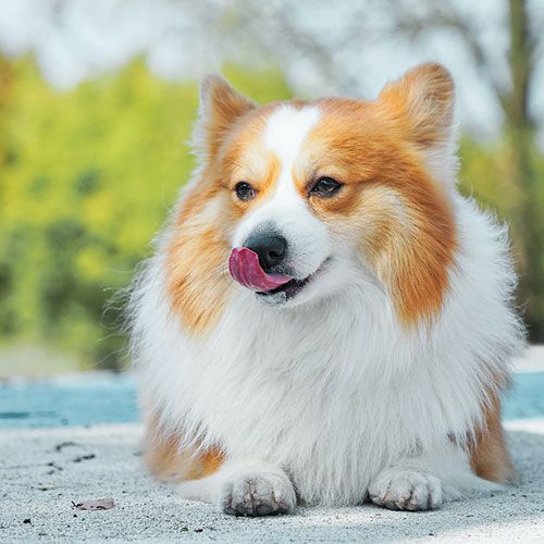 Terra Canis Nassfutter